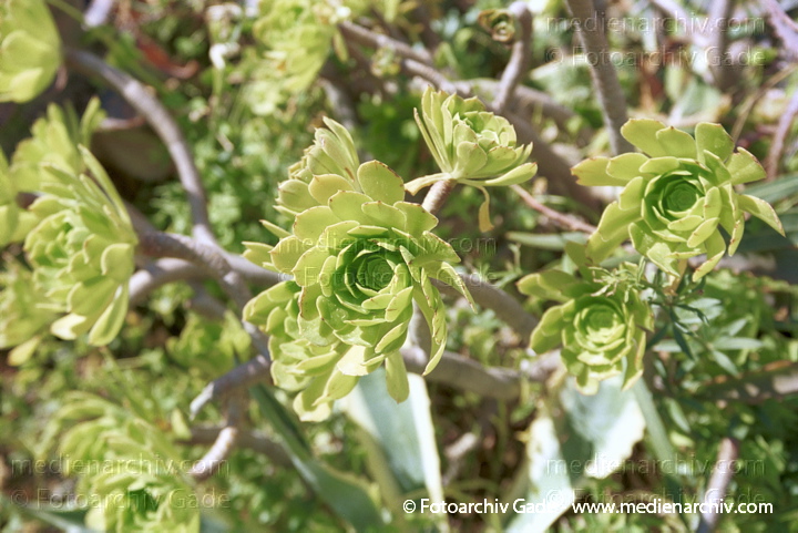 Aeonium percarneum  Dickblattgewächs (Crassulaceae)
Februar 2002.  Spanien. Andalusien. Flora. Pflanzen. Sukkulenten. Aeonium percarneum  Dickblattgewächs (Crassulaceae)
Schlüsselwörter: 2002;Aeonium percarneum;Andalusien;Crassulaceae;Dickblattgewächs;Flora;Natur;Pflanzen;plants;Sukkulenten