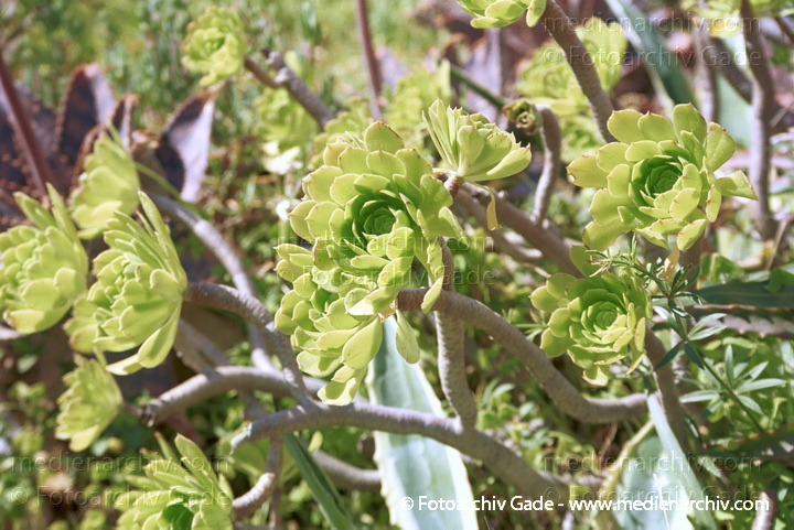 Aeonium percarneum  Dickblattgewächs (Crassulaceae)
Februar 2002.  Spanien. Andalusien. Flora. Pflanzen. Sukkulenten. Aeonium percarneum  Dickblattgewächs (Crassulaceae)
Schlüsselwörter: 2002;Aeonium percarneum;Crassulaceae;Dickblattgewächs;Flora;Natur;Pflanzen;plants;Sukkulenten