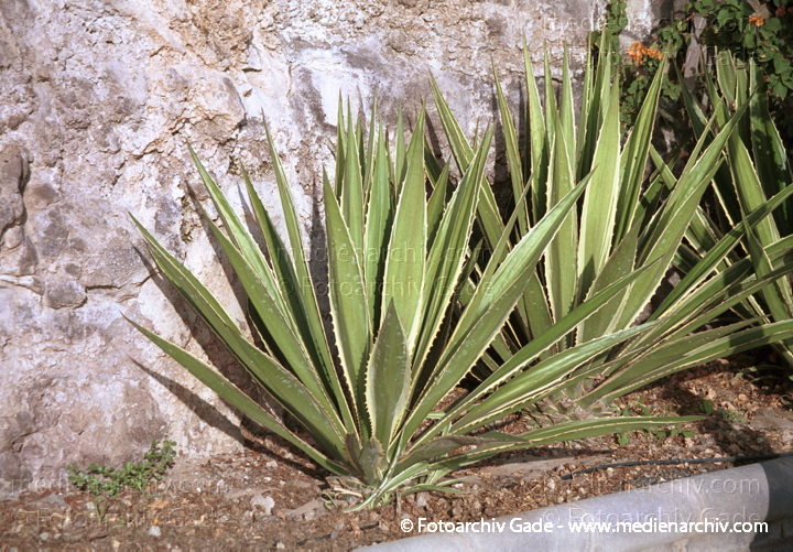 November 2001. Spanien. Kanarische Inseln. Fuerteventura. Flora. Pflanzen. Sukkulent. Amerikanische Agave (Agave americana)
Schlüsselwörter: Bodengewächs;Flora;Kanarische Inseln;Natur;Pflanzen;plants;Spanien;Sukkulent;2001;Agave americana;Sukkulenten