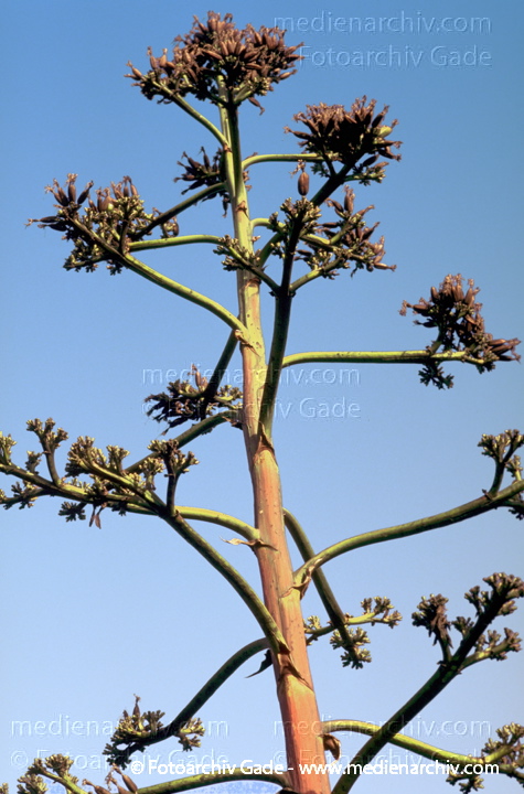  Lanazrote. Agave americana.
1993. Spanien. Kanarische Inseln. Lanazrote. Flora. Pflanzen. Agave americana.
Schlüsselwörter: Lanzarote;Natur;Pflanzen;plants;1993;Flora;Sukkulenten