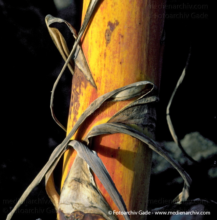   Lanazrote. Agave americana.
1993. Spanien. Kanarische Inseln. Lanazrote. Flora. Pflanzen. Agave americana.
Schlüsselwörter: Lanzarote;Natur;Pflanzen;plants;1993;Flora;Sukkulenten