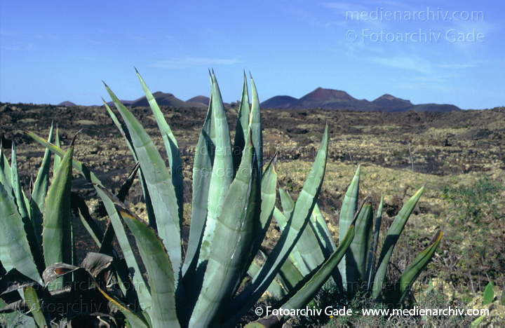 Aloe. Agave in den Feuerbergen. Montanes del Fugeo.
November 1996. Spanien. Kanarische Inseln. Lanzarote. Flora. Pflanzen. Aloe. Agave in den Feuerbergen. Montanes del Fugeo.
Schlüsselwörter: Flora;Lanzarote;Natur;Pflanzen;plants;Spanien;1996;Agave;Sukkulenten