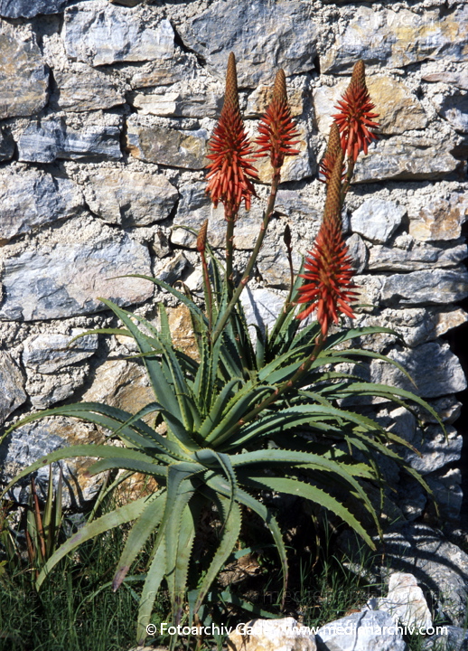 Aloe vera
November 2000. Spanien. Andalusien. Flora. Pflanzen. Aloe Gewächs mit Blüte.
Schlüsselwörter: Flora;Natur;Pflanzen;plants;Spanien;2000;Aloe;Sukkulenten