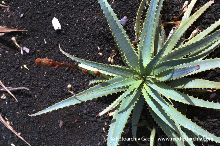 Aloe vera
November 2001. Spanien. Kanarische Inseln. Fuerteventura. Flora. Pflanzen. Aloe Vera
Schlüsselwörter: Aloe Vera;Flora;Natur;Pflanzen;plants;2001;Aloe;Sukkulenten