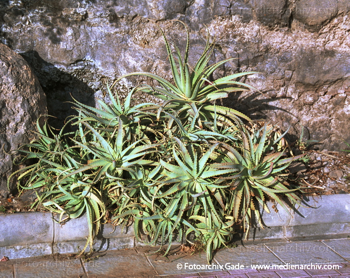 Echte Aloe (Aloe vera)
November 2001. Spanien. Kanarische Inseln. Fuerteventura. Flora. Pflanzen. Sukkulent. Echte Aloe (Aloe vera)
Schlüsselwörter: Bodengewächs;Flora;Kanarische Inseln;Natur;Pflanzen;plants;Spanien;Sukkulent;2001;Aloe vera