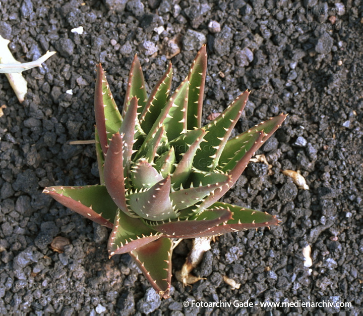 Aloe vera
November 2001. Spanien. Kanarische Inseln. Fuerteventura. Flora. Pflanzen. Aloe. Sukkulent.
Schlüsselwörter: canary islands;Droge;Flora;Fuerteventura;Kanarische Inseln;Natur;Pflanzen;plants;spain;Spanien;Sukkulent;2001;Aloe;Sukkulenten