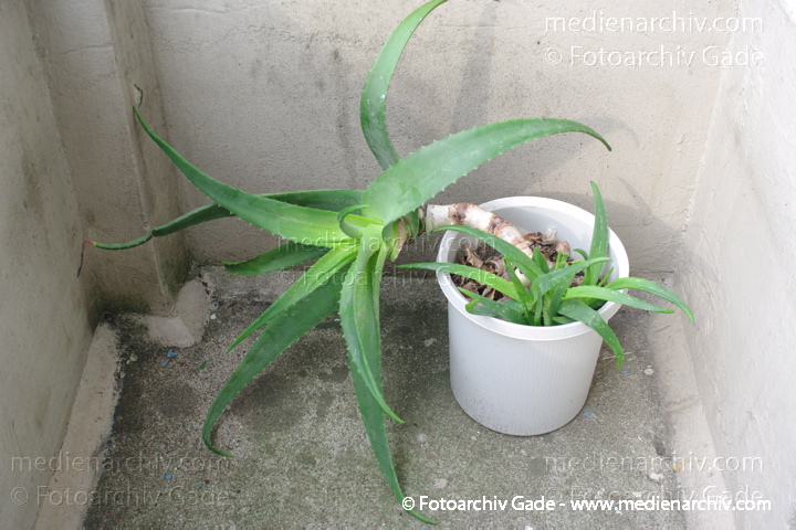 Echte Aloe (Aloe vera)
17. 3. 2010. Berlin. Flora Pflanzen. Aloe Vera.  Bilder aus einer Serie über das Umtopfen einer Aloe Vera auf einem Balkon.
Schlüsselwörter: 2010;Aloe Vera;Flora;Natur;Pflanzen;plants;Sukkulenten