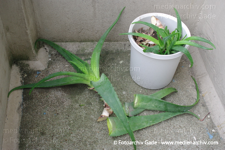 Echte Aloe (Aloe vera)
17. 3. 2010. Berlin. Flora Pflanzen. Aloe Vera.  Bilder aus einer Serie über das Umtopfen einer Aloe Vera auf einem Balkon.
Schlüsselwörter: 2010;Aloe Vera;Flora;Natur;Pflanzen;plants;Sukkulenten