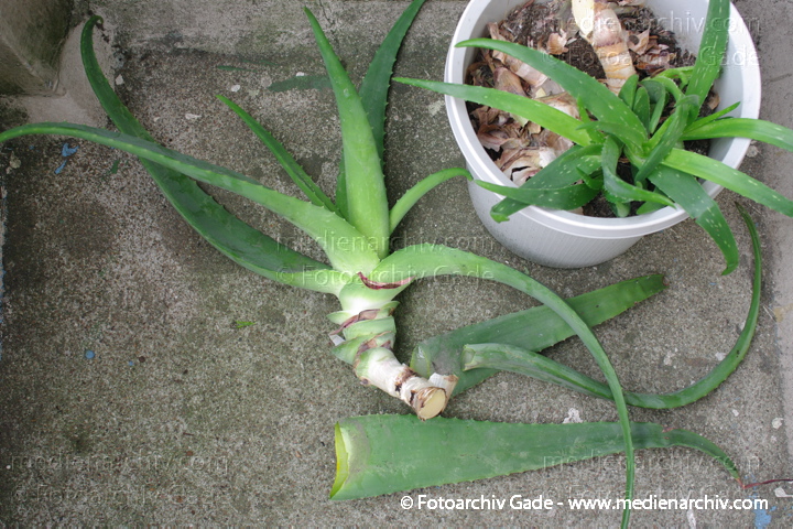 Echte Aloe (Aloe vera)
17. 3. 2010. Berlin. Flora Pflanzen. Aloe Vera.  Bilder aus einer Serie über das Umtopfen einer Aloe Vera auf einem Balkon.
Schlüsselwörter: 2010;Aloe Vera;Flora;Natur;Pflanzen;plants;Sukkulenten