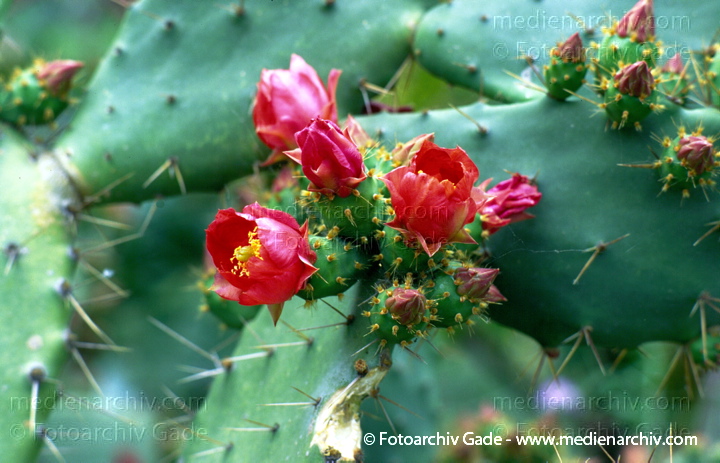 Kaktus. Kakteen mit Blüten.
März 1997. Spanien. Andalusien.  Flora. Pflanzen. Kaktus. Kakteen mit Blüten.
Schlüsselwörter: 1997;Flora;Kaktus;Natur;Pflanzen;plants;Sukkulenten