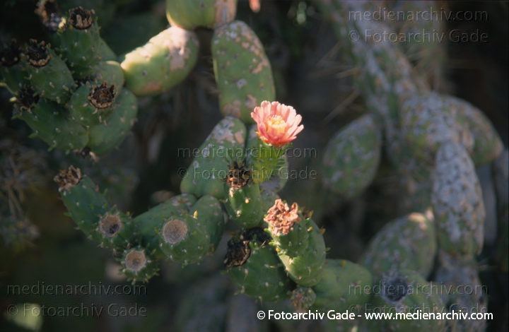 Pflanzen
November 2000.  Spanien. Andalusien. Almunecar. Flora. Pflanzen. Kaktus. Kakteen. Opuntien (Opuntia)
Schlüsselwörter: 2000;Almunecar;Andalusien;Echte Aloe;Flora;Kakteen;Kaktus;Pflanzen;plants;Spanien