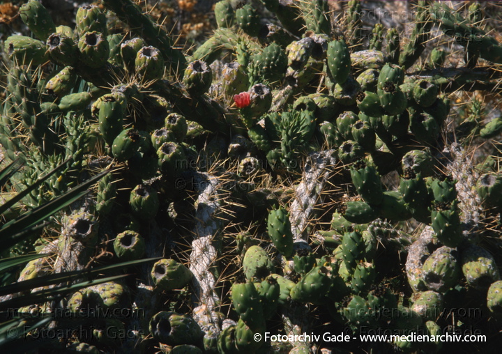 Pflanzen
November 2000.  Spanien. Andalusien. Almunecar. Flora. Pflanzen. Kaktus. Kakteen. Opuntien (Opuntia)
Schlüsselwörter: 2000;Almunecar;Andalusien;Echte Aloe;Flora;Kakteen;Kaktus;Pflanzen;plants;Spanien
