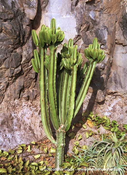 Kaktus. Kakteengewächse
November 2001. Spanien. Kanarische Inseln. Fuerteventura. Flora. Pflanzen. Kaktus. Sukkulent.  Säulenkaktus (Marginatocereus, Heute: Pachycereus). Herkunft: Mexiko. Höhe: bis 7 m, 15 cm Durchmesser. Dornen fehlen oder sind nur schwach ausgebildet. Nachtblüher.
Schlüsselwörter: 2001;canary islands;Flora;Fuerteventura;Kaktus;Kanarische Inseln;Nachtblüher;Natur;Pachycereus;Pflanzen;plants;spain;Spanien;Sukkulent;Sukkulenten