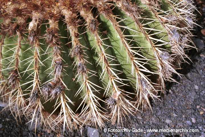 Kaktus. Kakteengewächse
November 2001. Spanien. Kanarische Inseln. Fuerteventura. Flora. Pflanzen. Kaktus (Sukkulent)
Schlüsselwörter: 2001;Echinocactus;Flora;Kaktus;Kanarische Inseln;Natur;Pflanzen;plants;Schwiegermutterstuhl;Spanien;Sukkulent;Sukkulenten