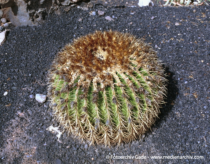 Kaktus. Kakteengewächse
November 2001. Spanien. Kanarische Inseln. Fuerteventura. Flora. Pflanzen. Kaktus (Sukkulent)
Schlüsselwörter: 2001;canary islands;Echinocereus;Flora;Fuerteventura;Kaktus;Kanarische Inseln;Natur;Pflanzen;plants;spain;Spanien;Sukkulent;Sukkulenten