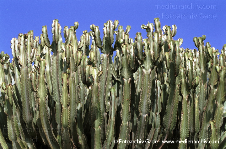 Kaktus. Kakteengewächse
November 2001. Spanien. Kanarische Inseln. Fuerteventura. Flora. Pflanzen. Kaktus. Sukkulent.  Säulenkaktus (Marginatocereus, Heute: Pachycereus). Herkunft: Mexiko. Höhe: bis 7 m, 15 cm Durchmesser. Dornen fehlen oder sind nur schwach ausgebildet. Nachtblüher.
Schlüsselwörter: 2001;Flora;Kaktus;Kanarische Inseln;Nachtblüher;Natur;Pachycereus;Pflanzen;plants;Spanien;Sukkulent;Sukkulenten;Säulenkaktus