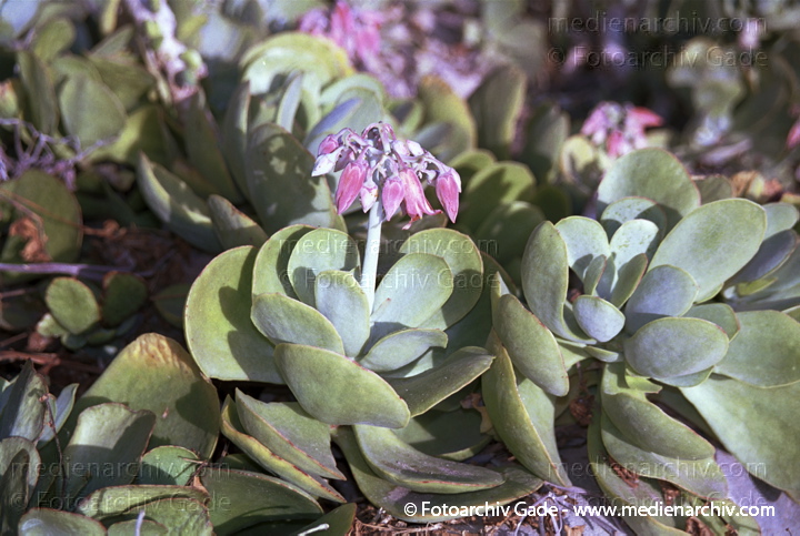 Dickblattgewächs (Crassulaceae) Kalanchoe
November 2001. Spanien. Kanarische Inseln. Fuerteventura. Flora. Pflanzen. Sukkulenten. Dickblattgewächs (Crassulaceae) Kalanchoe mit Blüte
Schlüsselwörter: 2001;canary islands;Crassulaceae;Dickblattgewächs;Flora;Fuerteventura;Kanarische Inseln;Natur;Pflanzen;plants;spain;Spanien;Sukkulenten