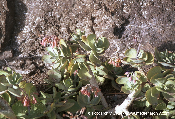 Dickblattgewächs (Crassulaceae) Kalanchoe
November 2001. Spanien. Kanarische Inseln. Fuerteventura. Flora. Pflanzen. Sukkulenten. Dickblattgewächs (Crassulaceae) Kalanchoe
Schlüsselwörter: 2001;canary islands;Crassulaceae;Dickblattgewächs;Flora;Fuerteventura;Kanarische Inseln;Natur;Pflanzen;plants;spain;Spanien;Sukkulenten