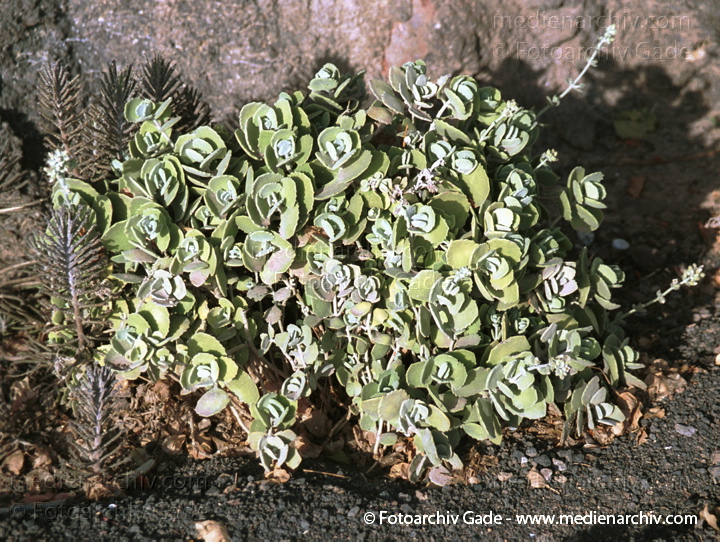 Dickblattgewächs (Crassulaceae) Kalanchoe
November 2001. Spanien. Kanarische Inseln. Fuerteventura. Flora. Pflanzen. Sukkulenten. Dickblattgewächs (Crassulaceae) Kalanchoe
Schlüsselwörter: 2001;canary islands;Crassulaceae;Dickblattgewächs;Flora;Fuerteventura;Kanarische Inseln;Natur;Pflanzen;plants;spain;Spanien;Sukkulenten