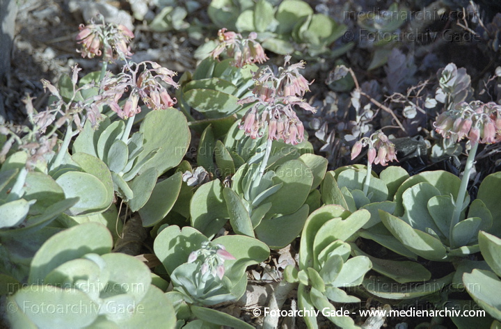 Dickblattgewächs (Crassulaceae) Kalanchoe
November 2001.  Spanien. Kanarische Inseln. Fuerteventura. Flora. Pflanzen. Sukkulenten. Dickblattgewächs (Crassulaceae) Kalanchoe
Schlüsselwörter: 2001;Flora;Fuerteventura;Kanarische Inseln;Pflanzen;plants;Spanien