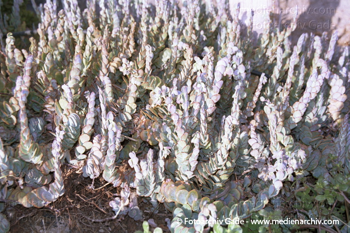 Dickblattgewächs (Crassulaceae) Kalanchoe laxiflora
November 2001. Spanien. Kanarische Inseln. Fuerteventura. Flora. Pflanzen. Dickblattgewächs (Crassulaceae) Kalanchoe laxiflora
Schlüsselwörter: Flora;Fuerteventura;Kanarische Inseln;Natur;Pflanzen;plants;spain;Spanien;2001;canary islands;Dickblattgewächs;Crassulaceae;Kalanchoe laxiflora