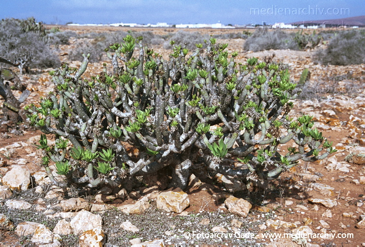 Oleanderblättrige Kleinie (Senecio kleinia oder Kleinia neriifolia)
November 2001. Spanien. Kanarische Inseln. Fuerteventura. Flora. Pflanzen. Sukkulenten. Oleanderblättrige Kleinie (Senecio kleinia oder Kleinia neriifolia)
Schlüsselwörter: 2001;canary islands;Flora;Fuerteventura;Kanarische Inseln;Natur;Pflanzen;plants;spain;Spanien;Sukkulenten
