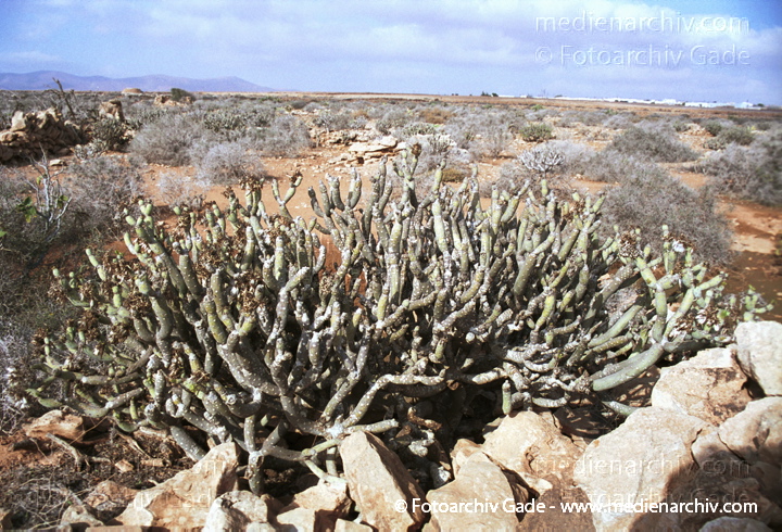 Oleanderblättrige Kleinie (Senecio kleinia oder Kleinia neriifolia)
November 2001. Spanien. Kanarische Inseln. Fuerteventura. Flora. Pflanzen. Sukkulenten. Oleanderblättrige Kleinie (Senecio kleinia oder Kleinia neriifolia)
Schlüsselwörter: 2001;canary islands;Flora;Fuerteventura;Kanarische Inseln;Natur;Pflanzen;plants;spain;Spanien;Sukkulenten