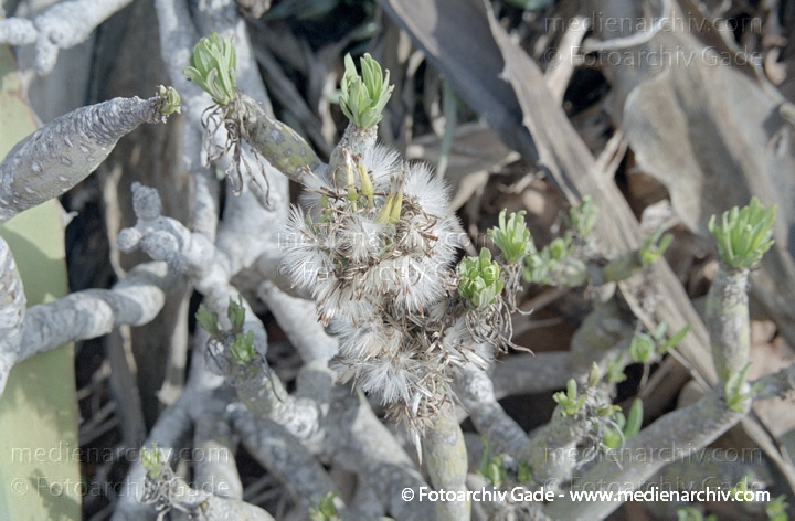Oleanderblättrige Kleinie (Senecio kleinia oder Kleinia neriifolia)
November 2001.  Spanien. Kanarische Inseln. Fuerteventura.  Flora. Pflanzen. Oleanderblättrige Kleinie (Senecio kleinia oder Kleinia neriifolia)
Schlüsselwörter: 2001;Flora;Fuerteventura;Kanarische Inseln;Pflanzen;plants;Spanien;Wolfsmilchgewächs