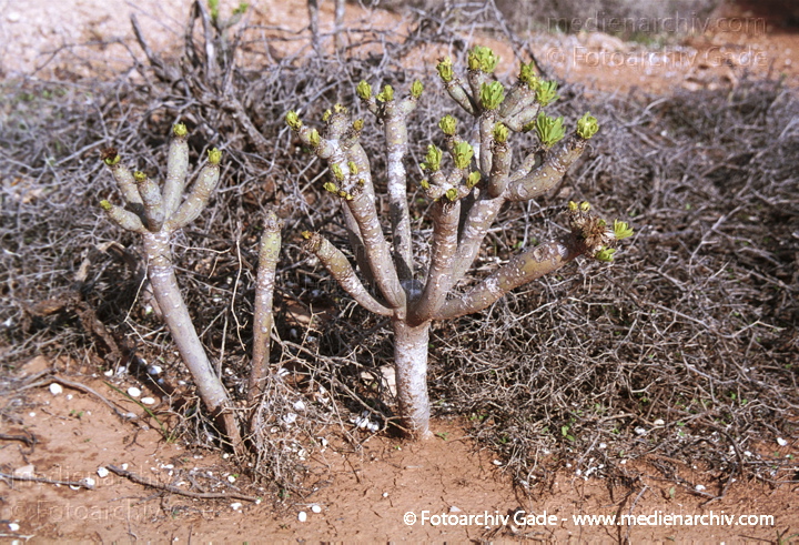Oleanderblättrige Kleinie (Senecio kleinia oder Kleinia neriifolia)
November 2001. Spanien. Kanarische Inseln. Fuerteventura. Flora. Pflanzen. Sukkulenten. Oleanderblättrige Kleinie (Senecio kleinia oder Kleinia neriifolia)
Schlüsselwörter: 2001;canary islands;Flora;Fuerteventura;Kanarische Inseln;Natur;Pflanzen;plants;spain;Spanien;Sukkulenten