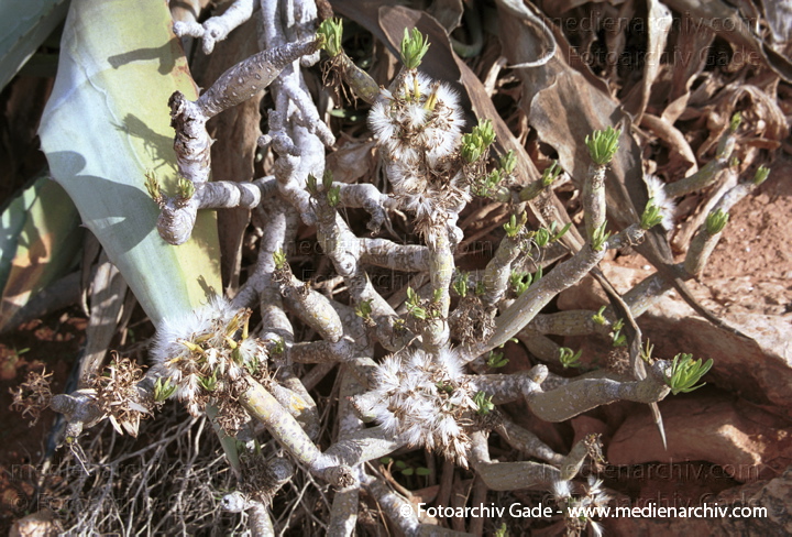 Oleanderblättrige Kleinie (Senecio kleinia oder Kleinia neriifolia)
November 2001. Spanien. Kanarische Inseln. Fuerteventura. Flora. Pflanzen. Sukkulenten. Oleanderblättrige Kleinie (Senecio kleinia oder Kleinia neriifolia)
Schlüsselwörter: 2001;canary islands;Flora;Fuerteventura;Kanarische Inseln;Natur;Pflanzen;plants;spain;Spanien;Sukkulenten