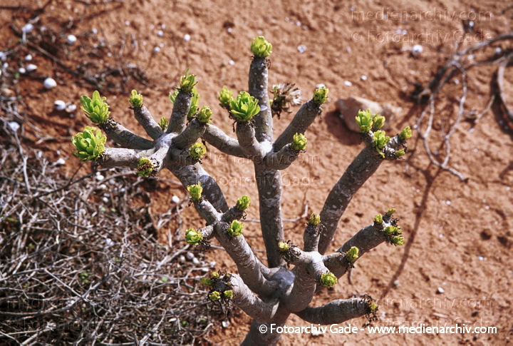 Oleanderblättrige Kleinie (Senecio kleinia oder Kleinia neriifolia)
November 2001. Spanien. Kanarische Inseln. Fuerteventura. Flora. Pflanzen. Sukkulenten. Oleanderblättrige Kleinie (Senecio kleinia oder Kleinia neriifolia)
Schlüsselwörter: 2001;canary islands;Flora;Fuerteventura;Kanarische Inseln;Natur;Pflanzen;plants;spain;Spanien;Sukkulenten