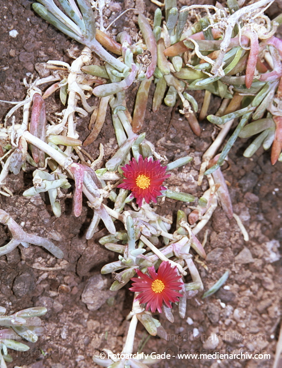 Lampranthus spectabilis
November 2001. Spanien. Kanarische Inseln. Fuerteventura. Flora. Pflanzen. Lampranthus spectabilis
Schlüsselwörter: Flora;Fuerteventura;Kanarische Inseln;Natur;Pflanzen;plants;spain;Spanien;2001;canary islands;Lampranthus spectabilis
