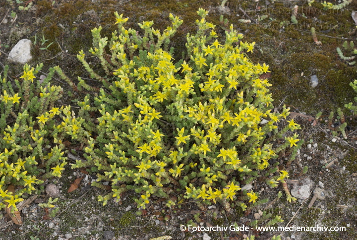Scharfer Mauerpfeffer (Sedum acre), auch Scharfe Fetthenne
28. 5. 2007. Berlin. Flora. Pflanzen. Blüten. Frühling. Scharfer Mauerpfeffer (Sedum acre).   Dickblattgewächse (Crassulaceae).
Schlüsselwörter: 2007;Berlin;Flora;Natur;Pflanzen;plants;Scharfe Fetthenne;Sedum acre;Sukkulenten;Scharfer Mauerpfeffer