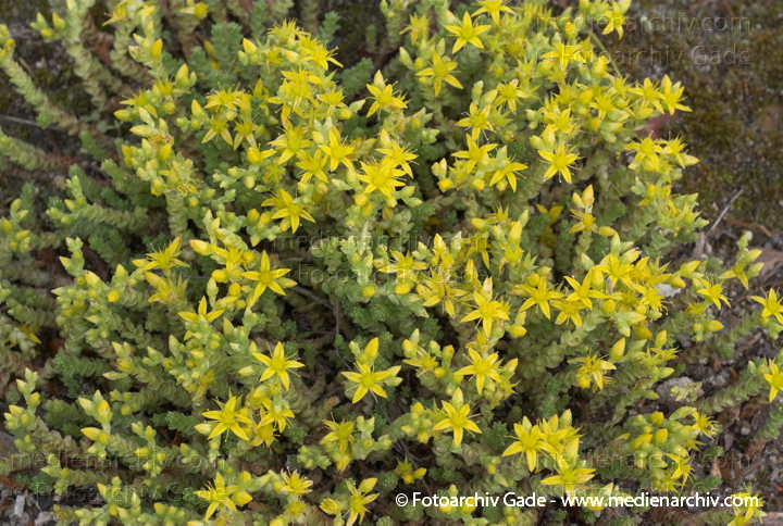 Scharfer Mauerpfeffer (Sedum acre), auch Scharfe Fetthenne
28. 5. 2007. Berlin. Flora. Pflanzen. Blüten. Frühling. Scharfer Mauerpfeffer (Sedum acre).   Dickblattgewächse (Crassulaceae).
Schlüsselwörter: 2007;Berlin;Flora;Natur;Pflanzen;plants;Scharfe Fetthenne;Sedum acre;Sukkulenten;Scharfer Mauerpfeffer