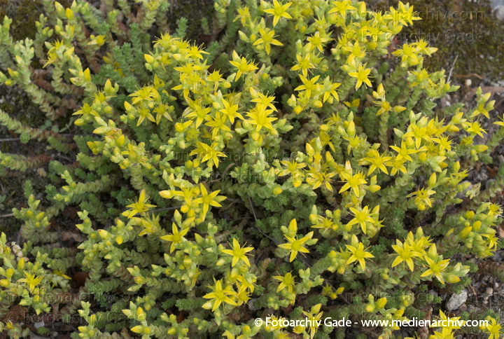 Scharfer Mauerpfeffer (Sedum acre), auch Scharfe Fetthenne
28. 5. 2007. Berlin. Flora. Pflanzen. Blüten. Frühling. Scharfer Mauerpfeffer (Sedum acre).   Dickblattgewächse (Crassulaceae).
Schlüsselwörter: 2007;Berlin;Flora;Natur;Pflanzen;plants;Scharfe Fetthenne;Sedum acre;Sukkulenten;Scharfer Mauerpfeffer