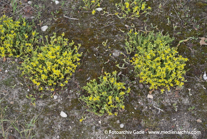 Scharfer Mauerpfeffer (Sedum acre), auch Scharfe Fetthenne
28. 5. 2007. Berlin. Flora. Pflanzen. Blüten. Frühling. Scharfer Mauerpfeffer (Sedum acre).   Dickblattgewächse (Crassulaceae).
Schlüsselwörter: 2007;Berlin;Flora;Natur;Pflanzen;plants;Scharfe Fetthenne;Sedum acre;Sukkulenten;Scharfer Mauerpfeffer