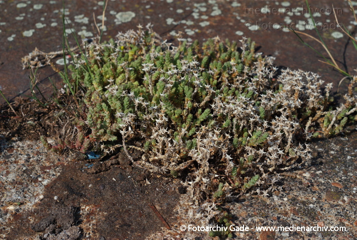 Scharfer Mauerpfeffer (Sedum acre), auch Scharfe Fetthenne
21. 7. 2007. Berlin. Mitte. Tiergarten. Flora. Pflanzen. Staude. Scharfer Mauerpfeffer (Sedum acre), auch Scharfe Fetthenne genannt, Familie  Dickblattgewächse (Crassulaceae), Gattung der Fetthennen (Sedum)
Schlüsselwörter: 2007;Berlin;Blüten;Fetthenne;Flora;Goldmoss;Mauerpfeffer;Natur;Pflanzen;Plants;Scharfe Fetthenne;Scharfer;Sedum;Sedum acre;Staude;Stonecrop;Sukkulent;Sukkulenten;Scharfer Mauerpfeffer