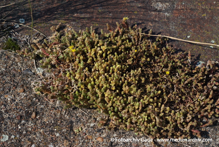 Scharfer Mauerpfeffer (Sedum acre), auch Scharfe Fetthenne
21. 7. 2007. Berlin. Mitte. Tiergarten. Flora. Pflanzen. Staude. Scharfer Mauerpfeffer (Sedum acre), auch Scharfe Fetthenne genannt, Familie  Dickblattgewächse (Crassulaceae), Gattung der Fetthennen (Sedum)
Schlüsselwörter: 2007;Berlin;Blüten;Fetthenne;Flora;Goldmoss;Mauerpfeffer;Natur;Pflanzen;Plants;Scharfe Fetthenne;Scharfer;Sedum;Sedum acre;Staude;Stonecrop;Sukkulent;Sukkulenten;Scharfer Mauerpfeffer