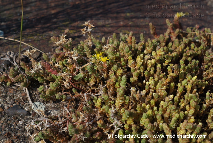 Scharfer Mauerpfeffer (Sedum acre), auch Scharfe Fetthenne
21. 7. 2007. Berlin. Mitte. Tiergarten. Flora. Pflanzen. Staude. Scharfer Mauerpfeffer (Sedum acre), auch Scharfe Fetthenne genannt, Familie  Dickblattgewächse (Crassulaceae), Gattung der Fetthennen (Sedum)
Schlüsselwörter: 2007;Berlin;Blüten;Fetthenne;Flora;Goldmoss;Mauerpfeffer;Natur;Pflanzen;Plants;Scharfe Fetthenne;Scharfer;Sedum;Sedum acre;Staude;Stonecrop;Sukkulent;Sukkulenten;Scharfer Mauerpfeffer