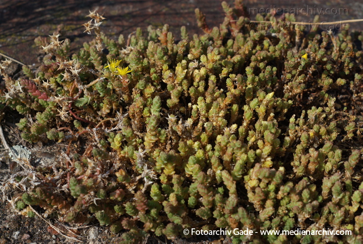 Scharfer Mauerpfeffer (Sedum acre), auch Scharfe Fetthenne
21. 7. 2007. Berlin. Mitte. Tiergarten. Flora. Pflanzen. Staude. Scharfer Mauerpfeffer (Sedum acre), auch Scharfe Fetthenne genannt, Familie  Dickblattgewächse (Crassulaceae), Gattung der Fetthennen (Sedum)
Schlüsselwörter: 2007;Berlin;Blüten;Fetthenne;Flora;Goldmoss;Mauerpfeffer;Natur;Pflanzen;Plants;Scharfe Fetthenne;Scharfer;Sedum;Sedum acre;Staude;Stonecrop;Sukkulent;Sukkulenten;Scharfer Mauerpfeffer