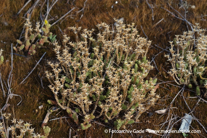 Scharfer Mauerpfeffer (Sedum acre), auch Scharfe Fetthenne
21. 7. 2007. Berlin. Mitte. Tiergarten. Flora. Pflanzen. Staude. Scharfer Mauerpfeffer (Sedum acre), auch Scharfe Fetthenne genannt, Familie  Dickblattgewächse (Crassulaceae), Gattung der Fetthennen (Sedum)
Schlüsselwörter: 2007;Berlin;Blüten;Fetthenne;Flora;Goldmoss;Mauerpfeffer;Natur;Pflanzen;Plants;Scharfe Fetthenne;Scharfer;Sedum;Sedum acre;Staude;Stonecrop;Sukkulent;Sukkulenten;Scharfer Mauerpfeffer