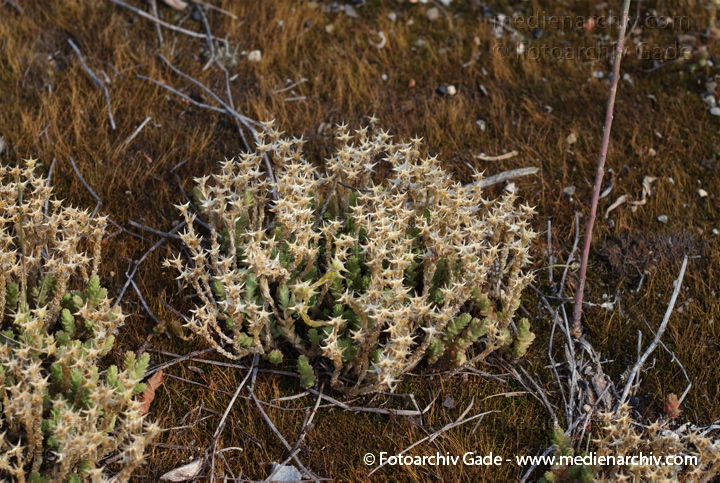 Scharfer Mauerpfeffer (Sedum acre), auch Scharfe Fetthenne
21. 7. 2007. Berlin. Mitte. Tiergarten. Flora. Pflanzen. Staude. Scharfer Mauerpfeffer (Sedum acre), auch Scharfe Fetthenne genannt, Familie  Dickblattgewächse (Crassulaceae), Gattung der Fetthennen (Sedum)
Schlüsselwörter: 2007;Berlin;Blüten;Fetthenne;Flora;Goldmoss;Mauerpfeffer;Natur;Pflanzen;Plants;Scharfe Fetthenne;Scharfer;Sedum;Sedum acre;Staude;Stonecrop;Sukkulent;Sukkulenten;Scharfer Mauerpfeffer