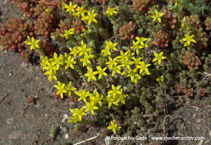 Scharfer Mauerpfeffer (Sedum acre), auch Scharfe Fetthenne
10. 6. 2008.  Berlin. Flora. Pflanzen. Blüten. Frühling. Scharfer Mauerpfeffer (Sedum acre).   Dickblattgewächse (Crassulaceae).
Schlüsselwörter: 2008;Flora;Mauerpfeffer;Natur;Pflanzen;plants;Scharfe Fetthenne;Sedum;Sedum acre;Sukkulenten;Scharfer Mauerpfeffer