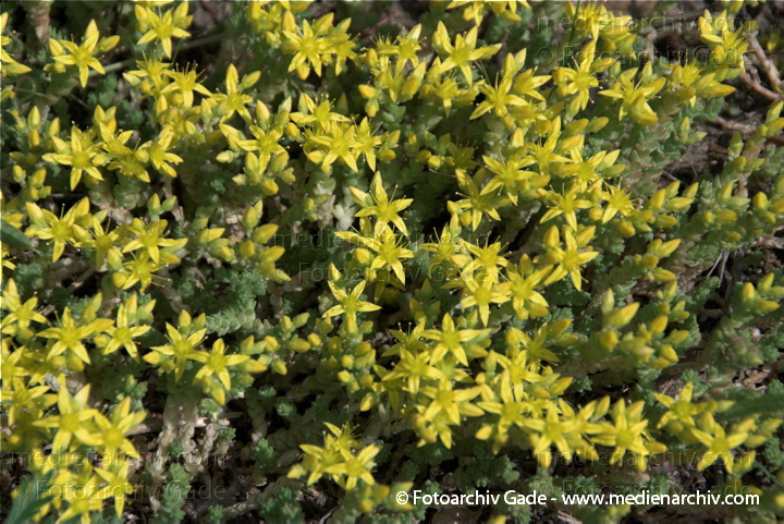 Scharfer Mauerpfeffer (Sedum acre), auch Scharfe Fetthenne
17. 5. 2009. Berlin. Flora. Pflanzen. Blüten. Frühling. Scharfer Mauerpfeffer (Sedum acre).   Dickblattgewächse (Crassulaceae)
Schlüsselwörter: 2009;Berlin;Flora;Mauerpfeffer;Natur;Pflanzen;plants;Scharfe Fetthenne;Sedum acre;Sukkulenten;Scharfer Mauerpfeffer
