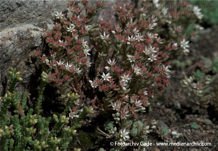 Scharfer Mauerpfeffer (Sedum acre), auch Scharfe Fetthenne
11. 6. 2009. Mecklenburg-Vorpommern. Carwitz. Flora. Pflanzen. Scharfe Mauerpfeffer (Sedum acre) auch Scharfe Fetthenne
Schlüsselwörter: 2009;Blüten;Carwitz;Flora;Mecklenburg-Vorpommern;Natur;Pflanzen;plants;Scharfe Fetthenne;Scharfer Mauerpfeffer;Sedum acre;Sukkulenten