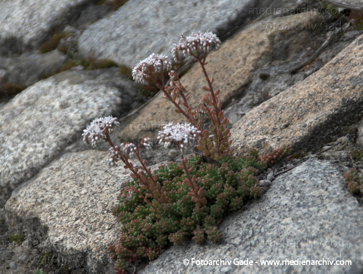 Fetthennen (Sedum), auch Mauerpfeffer
20. 6. 2009. Berlin. Berlin-Mitte. Wedding. Nordufer. Flora. Pflanzen. Sukkulenten. Blüten. Fetthennen (Sedum)  auch Mauerpfeffer
Schlüsselwörter: Flora;Natur;Pflanzen;plants;2009;Berlin;Sukkulenten