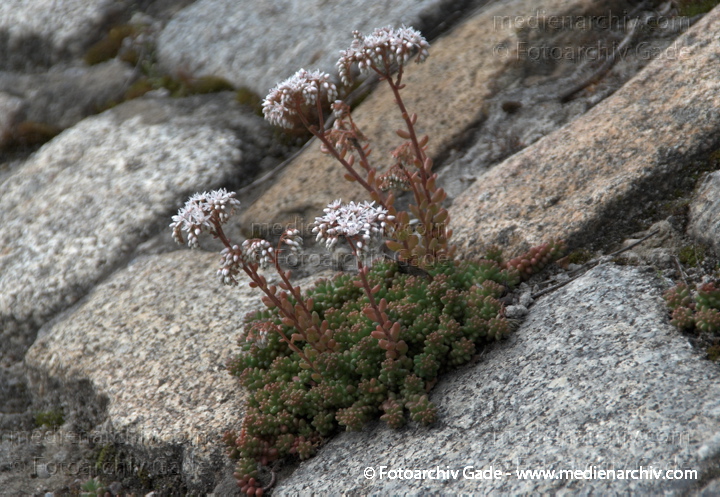 Fetthennen (Sedum), auch Mauerpfeffer
20. 6. 2009. Berlin. Berlin-Mitte. Wedding. Nordufer. Flora. Pflanzen. Sukkulenten. Blüten. Fetthennen (Sedum)  auch Mauerpfeffer
Schlüsselwörter: Flora;Natur;Pflanzen;plants;2009;Berlin;Sukkulenten