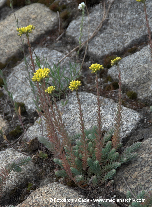 Fetthennen (Sedum), auch Mauerpfeffer
20. 6. 2009. Berlin. Berlin-Mitte. Wedding. Nordufer. Flora. Pflanzen. Sukkulenten. Blüten. Fetthennen (Sedum)  auch Mauerpfeffer
Schlüsselwörter: Flora;Natur;Pflanzen;plants;2009;Berlin;Sukkulenten