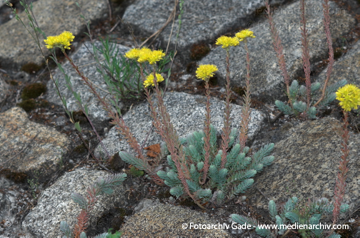 Fetthennen (Sedum), auch Mauerpfeffer
20. 6. 2009. Berlin. Berlin-Mitte. Wedding. Nordufer. Flora. Pflanzen. Sukkulenten. Blüten. Fetthennen (Sedum)  auch Mauerpfeffer
Schlüsselwörter: Flora;Mauerpfeffer;Natur;Pflanzen;plants;2009;Berlin;Sukkulenten