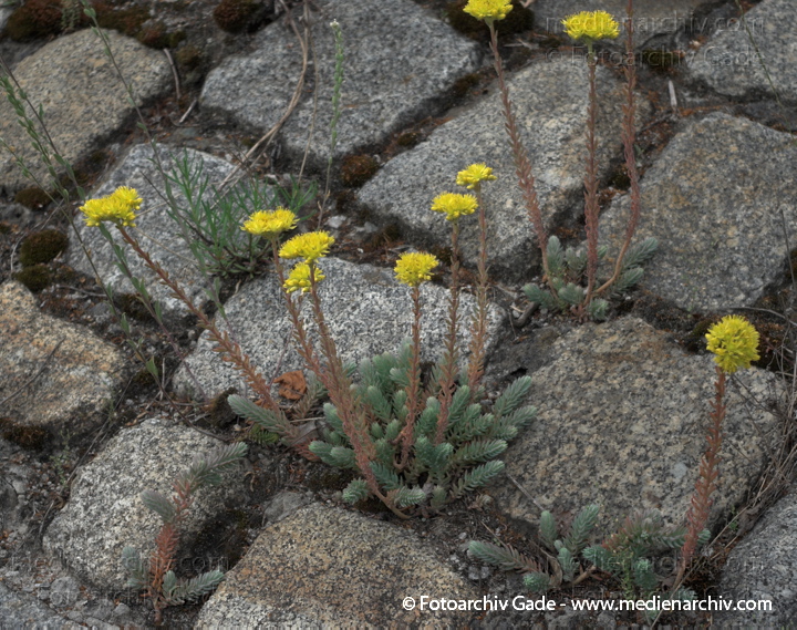 Fetthennen (Sedum), auch Mauerpfeffer
20. 6. 2009. Berlin. Berlin-Mitte. Wedding. Nordufer. Flora. Pflanzen. Sukkulenten. Blüten. Fetthennen (Sedum)  auch Mauerpfeffer
Schlüsselwörter: Flora;Mauerpfeffer;Natur;Pflanzen;plants;2009;Berlin;Sukkulenten